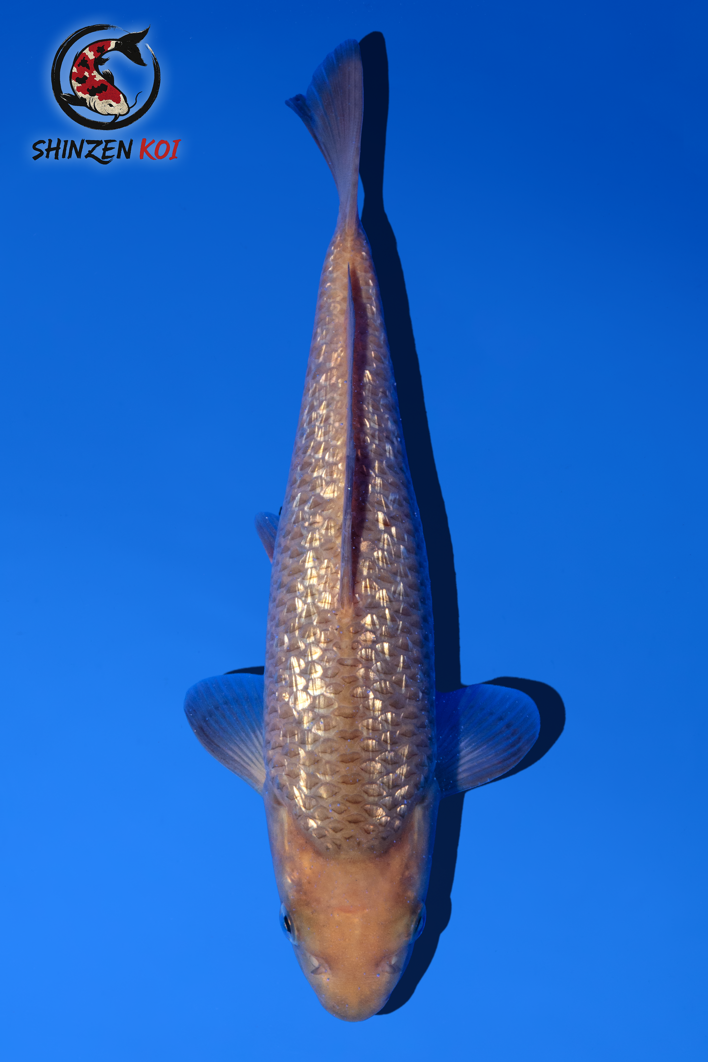 Gin Rin Chagoi SK-DYM001