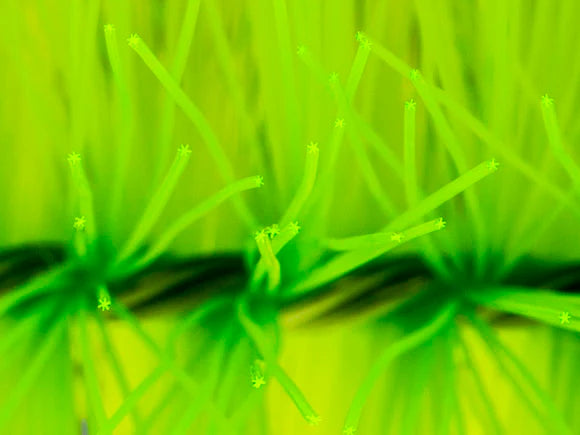 Mountain Tree Star Filter Brush