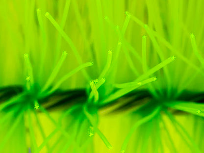Mountain Tree Star Filter Brush