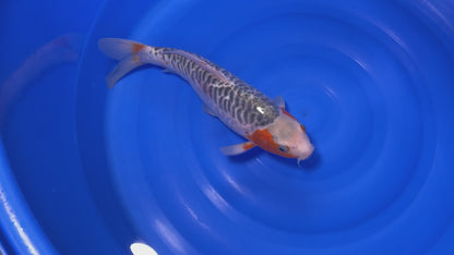 Aragoke Asagi SK-OTAA001