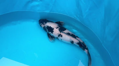 Shiro Utsuri SK-OMSO001