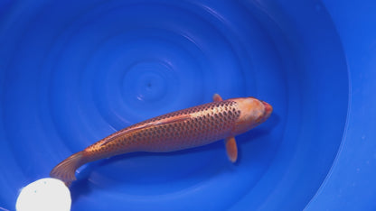 Kin Matsuba SK-OTKKM001