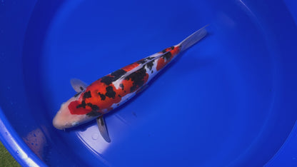 Doitsu Showa SK-OTDSH001