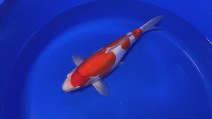 Doitsu Kohaku SK-OTDK002