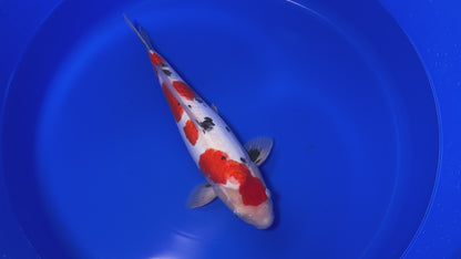 Doitsu Sanke SK-OTDS001