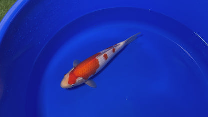 Kohaku SK-SFFK001