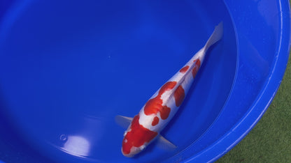 Doitsu Kohaku SK-OTDK001