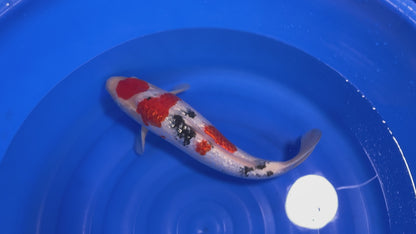 Gin Rin Sanke SK-MDOGRS001