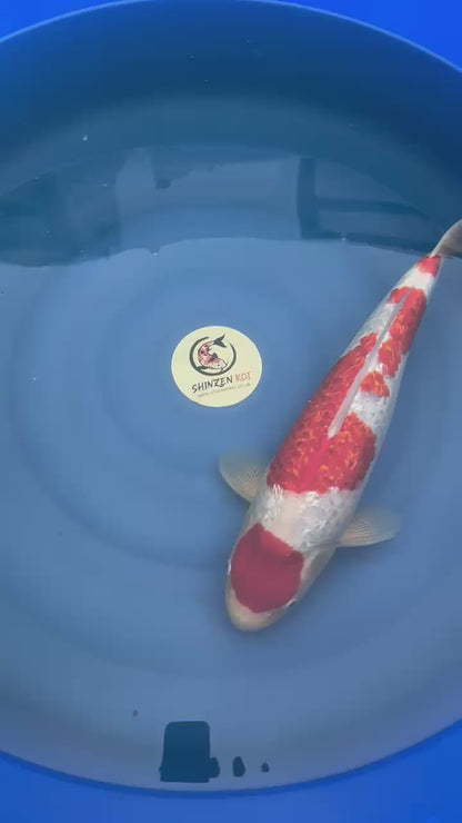 Gin Rin Kohaku SK-MDOGRK001