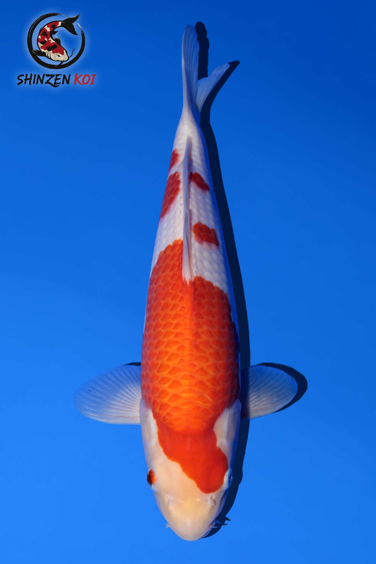 Kohaku SK-SFFK001