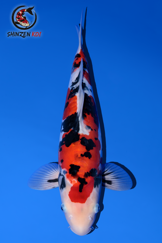 Doitsu Showa SK-OTDSH001