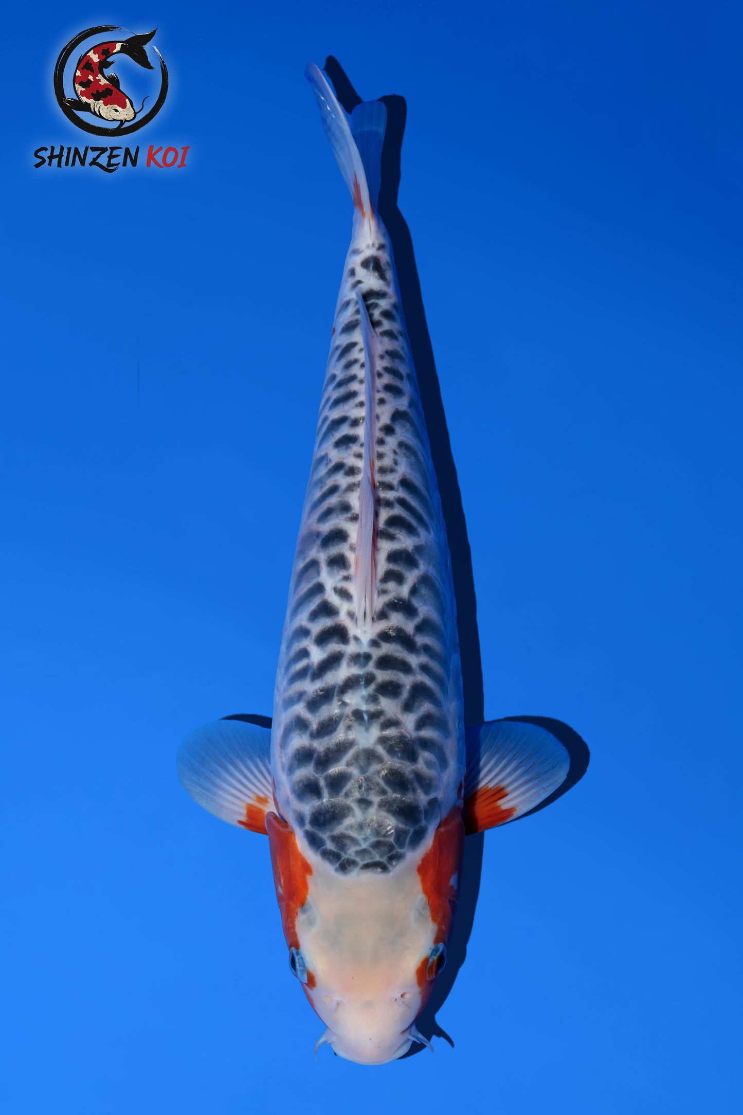 Aragoke Asagi SK-OTAA001