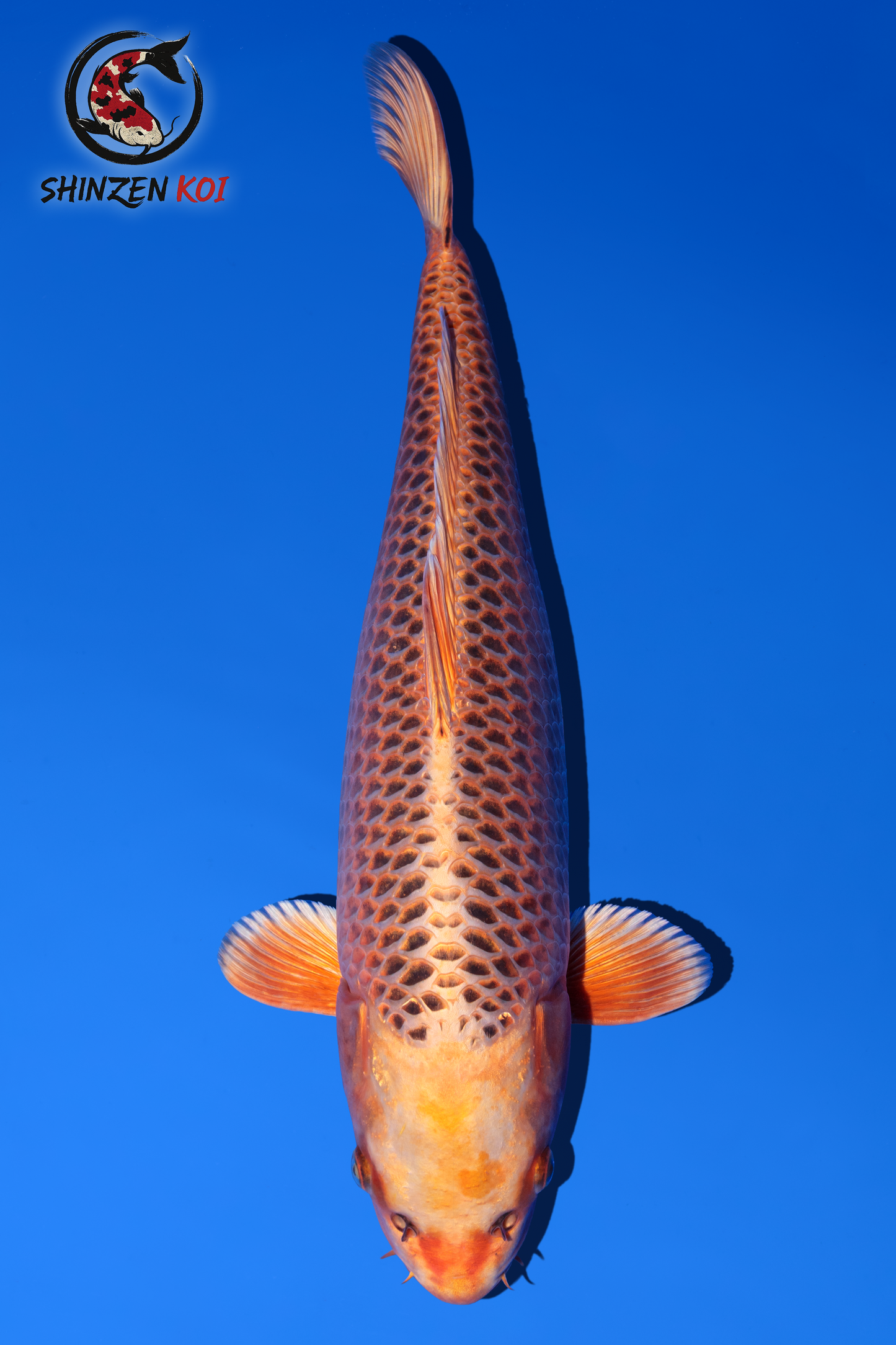 Kin Matsuba SK-OTKKM001