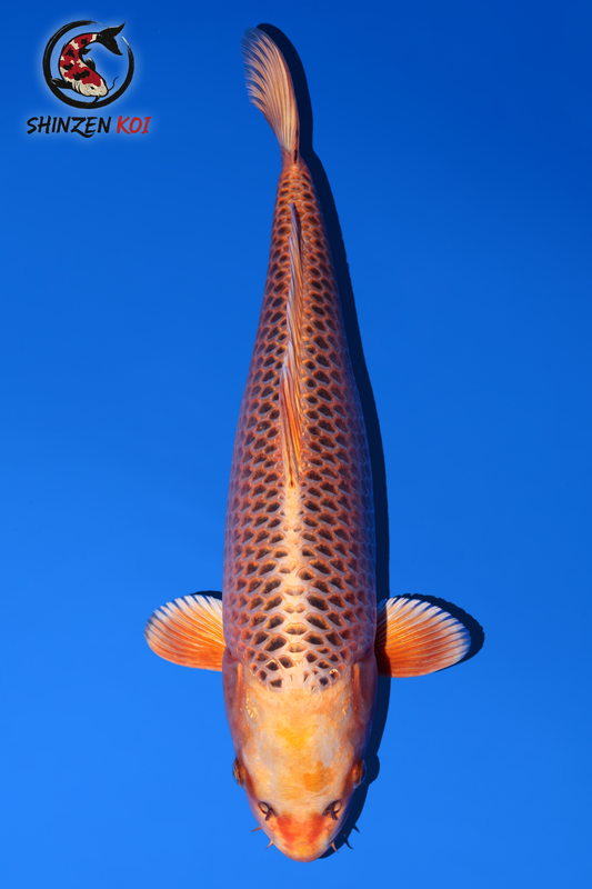 Kin Matsuba SK-OTKKM001