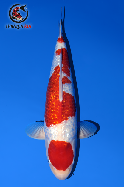 Gin Rin Kohaku SK-MDOGRK001