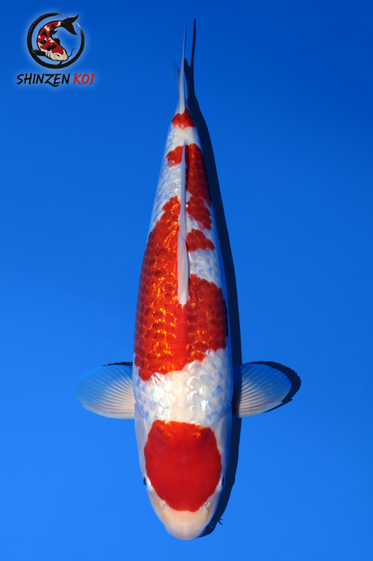 Gin Rin Kohaku SK-MDOGRK001