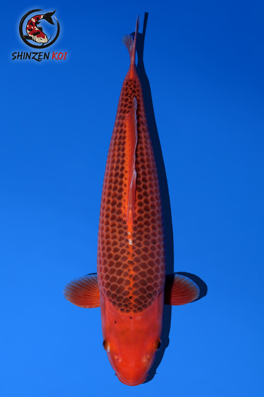 Aka Matsuba SK-OTM001