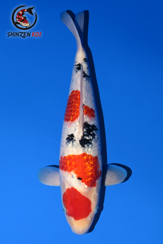 Gin Rin Sanke SK-MDOGRS001