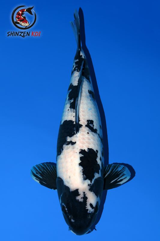 Shiro Utsuri SK-OMSO001