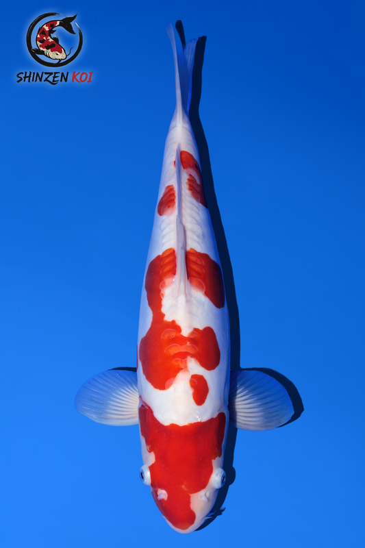 Doitsu Kohaku SK-OTDK001