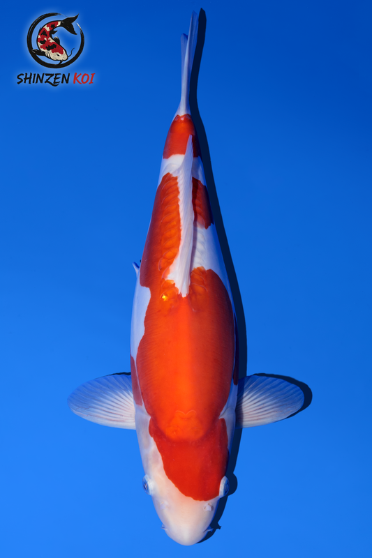 Doitsu Kohaku SK-OTDK002