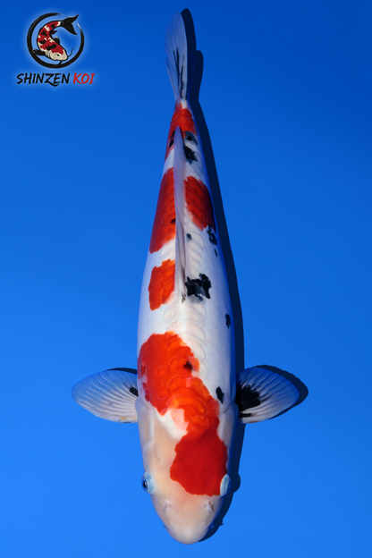 Doitsu Sanke SK-OTDS001